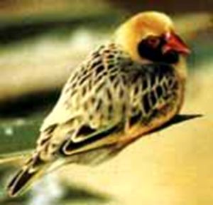 奎利亞雀 奎利亞雀