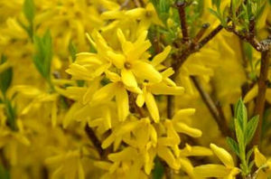 東北連翹 東北連翹