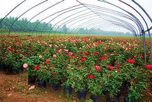 中國月季之鄉——石橋鎮