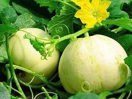 胡集白梨瓜 胡集白梨瓜