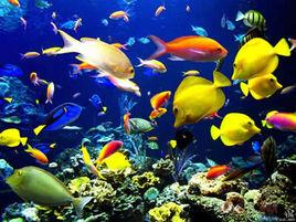 深海的色彩 深海的色彩