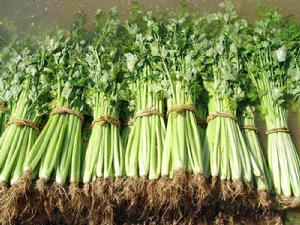 假植貯藏 假植貯藏