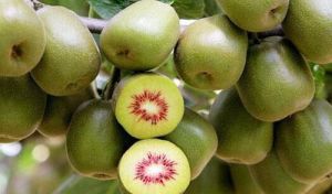 獼猴桃