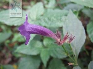 卵苞金足草 卵苞金足草