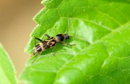 咖啡滅字虎天牛 咖啡滅字虎天牛