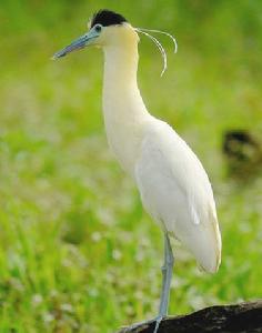 藍嘴黑頂鷺 藍嘴黑頂鷺