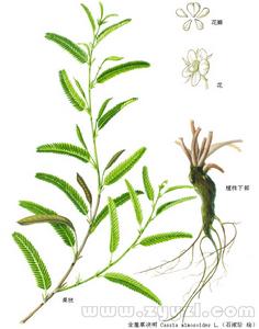 柄腺山扁豆 柄腺山扁豆