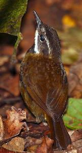 棕臉絲刺鶯 棕臉絲刺鶯