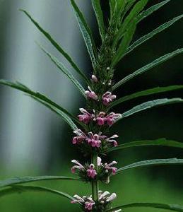 細葉益母草 細葉益母草