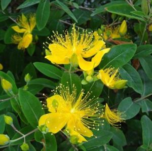 西藏金絲桃 西藏金絲桃