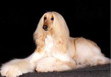 乳色（金色）阿富汗獵犬