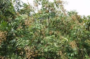 扁匣榛龍眼 扁匣榛龍眼