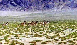 巴隆國際狩獵場