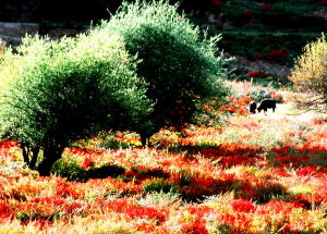 覃建華攝影作品