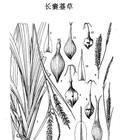 長囊薹草 長囊薹草