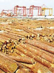 猴子果木 猴子果木