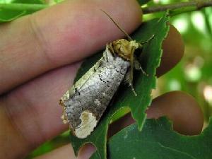 櫟黃掌舟蛾 櫟黃掌舟蛾