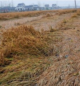 小麥乾旱災害 小麥乾旱災害