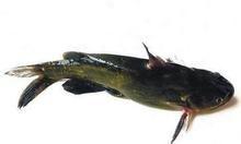 鯰魚的食性與習性 鯰魚的食性與習性