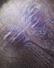 海南黃花梨鬼臉