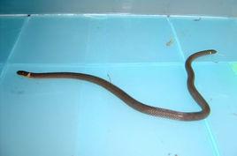 雲南兩頭蛇 雲南兩頭蛇