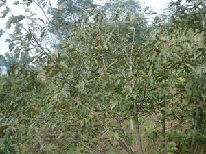 （圖）經濟林果