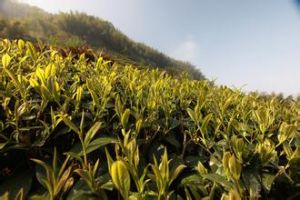 披針葉山尖子 披針葉山尖子