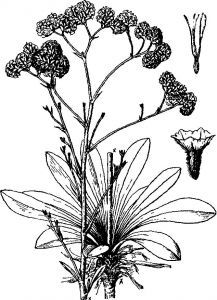 曲枝補血草 曲枝補血草