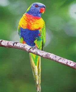 小吸蜜鸚鵡 小吸蜜鸚鵡