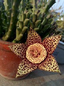 豹紋花屬 豹紋花屬