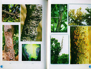 梨霉心病 梨霉心病