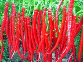 辣豐四號 辣豐四號