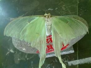 水蘚瘦尾蟲 水蘚瘦尾蟲