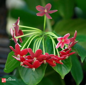 使君子科 使君子科