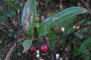 長托菝葜 長托菝葜