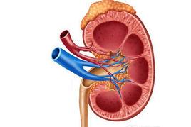 腎性血尿 腎性血尿