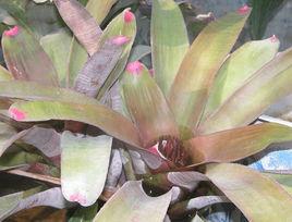 端紅鳳梨 端紅鳳梨