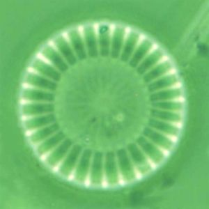 梅尼小環藻 梅尼小環藻