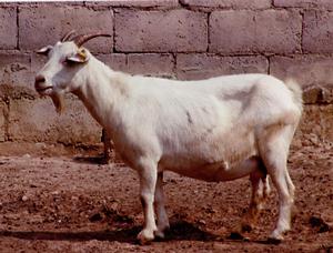 務川白山羊
