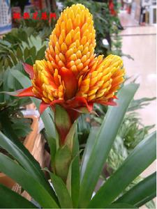 松果鳳梨 松果鳳梨