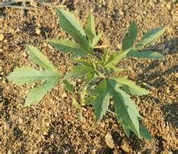 大頭三裂葉絹蒿（變種）