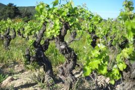 老藤葡萄酒 老藤葡萄酒