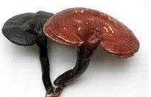 三七靈芝 三七靈芝