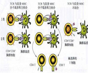 陽性選擇 陽性選擇