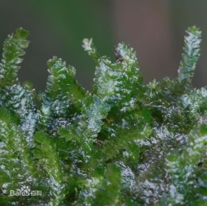 台灣扁錦蘚 台灣扁錦蘚