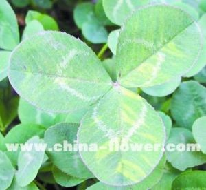 白三葉草花葉病毒 白三葉草花葉病毒