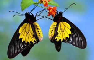 箭角裳鳳蝶 箭角裳鳳蝶