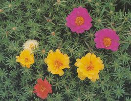 半支蓮[半支蓮]