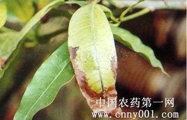 芒果黑斑病 芒果黑斑病