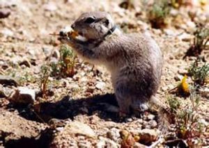 莫哈韋地面松鼠 莫哈韋地面松鼠